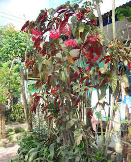 Begonia, Yaruca, Honduras