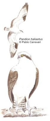 Águila pescadora Pandion haliaetus