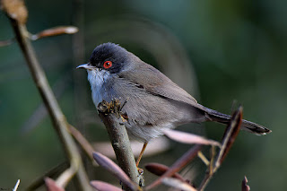 curruca-cabecinegra-sylvia-melanocephala-macho-