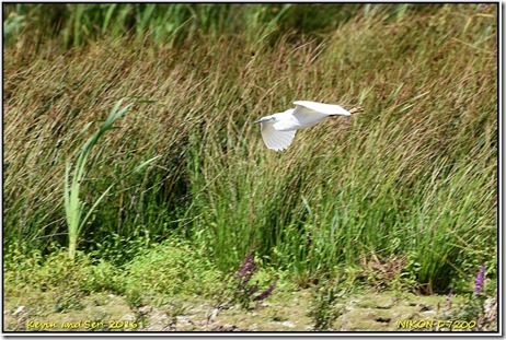 Middleton Lakes RSPB - August