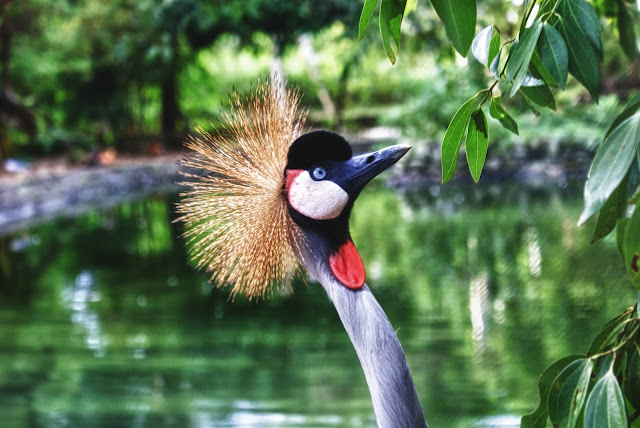 Crane wallpaper,crane images,crane photo,cute crane,beautiful crane,cranes,the crane,the cranes,crane birds,crane,birds,birds picture,about birds,birds images birds photo,birds picture,flying crane,animation crane,crane stand green grass,