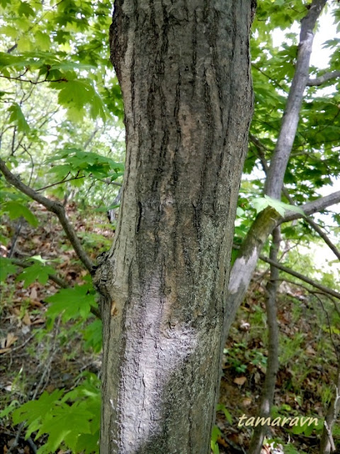 Клён ложнозибольдов (Acer pseudosieboldianum)