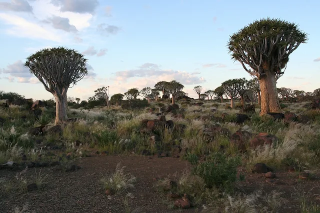 Dicotoma de Aloe