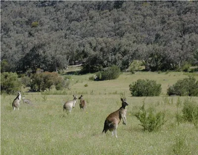 Kangaroos in grassland habitat