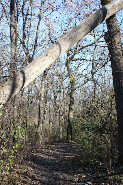 Trees create a unique landscape at Rock Cut