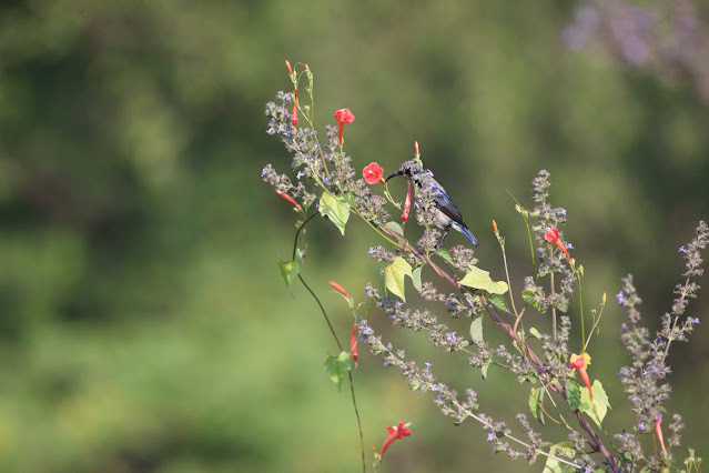 Purple Sunbird  छोटा शक्कर खोरा, फूल सुँघनी, थुन-थुनी (Cinnyris asiaticus) Sanjivini Nagar, Jabalpur