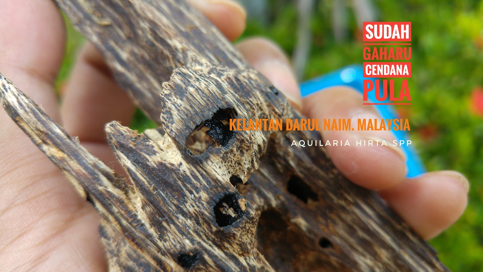 Agarwood For Life: Gaharu - Sebagai ubat bagi berbagai jenis penyakit