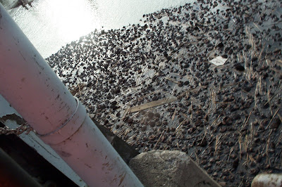 lotus seed pods, floating in the lake