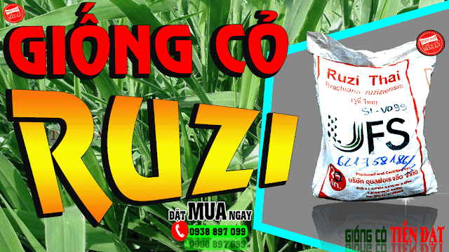 Mua giống cỏ ruzi được bán tại địa chỉ nào