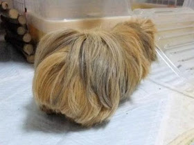 A guinea pig with long hair, guess the animal, guinea pig pictures