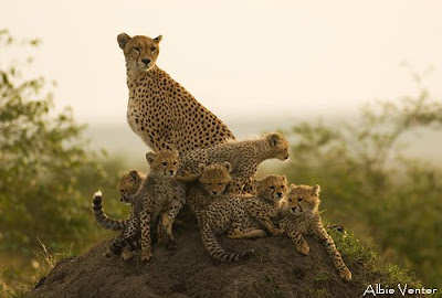 albie venter, masai mara, c4 images and safaris, 