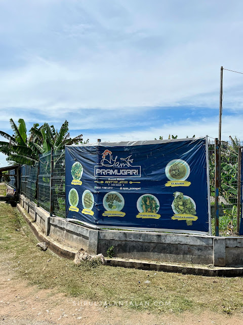 Ayam Pramugari Banda Aceh