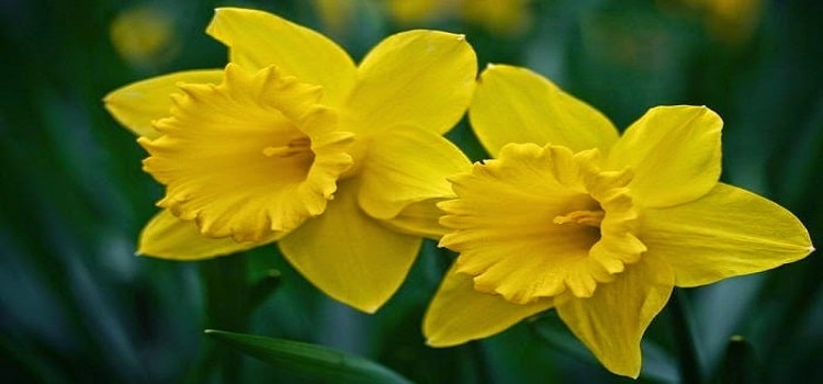 Summary of the Poem "Daffodils" by William Wordsworth
