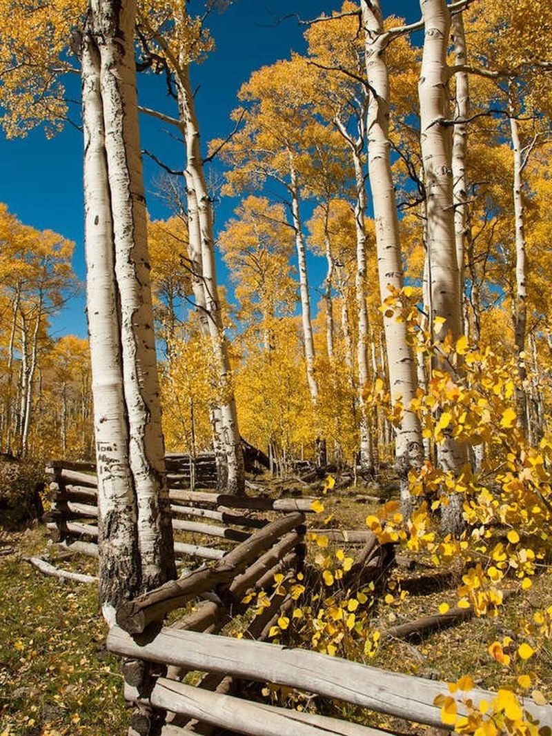 10 Trees to Plant for Fall Foliage