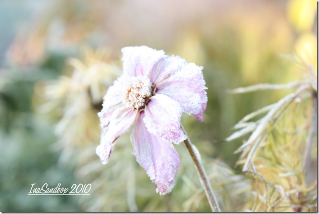Frosty Cosmos with logo