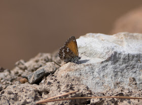 Canary Blue - Tenerife