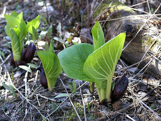 Feuillage du Symplocarpe fétide - Chou Puant - Symplocarpus foetidus