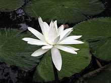  Nymphaea-Pubescens