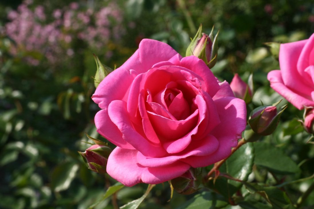 Kumpulan Galeri Gambar Bunga Mawar Pink Merah Muda Cantik 