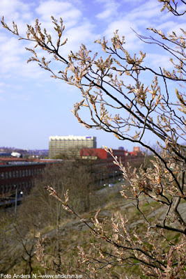 spring, springtime, vår, göteborg, skf, gamlestaden, göteborg, foto anders n