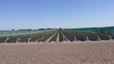 Ti Strawberry Farm