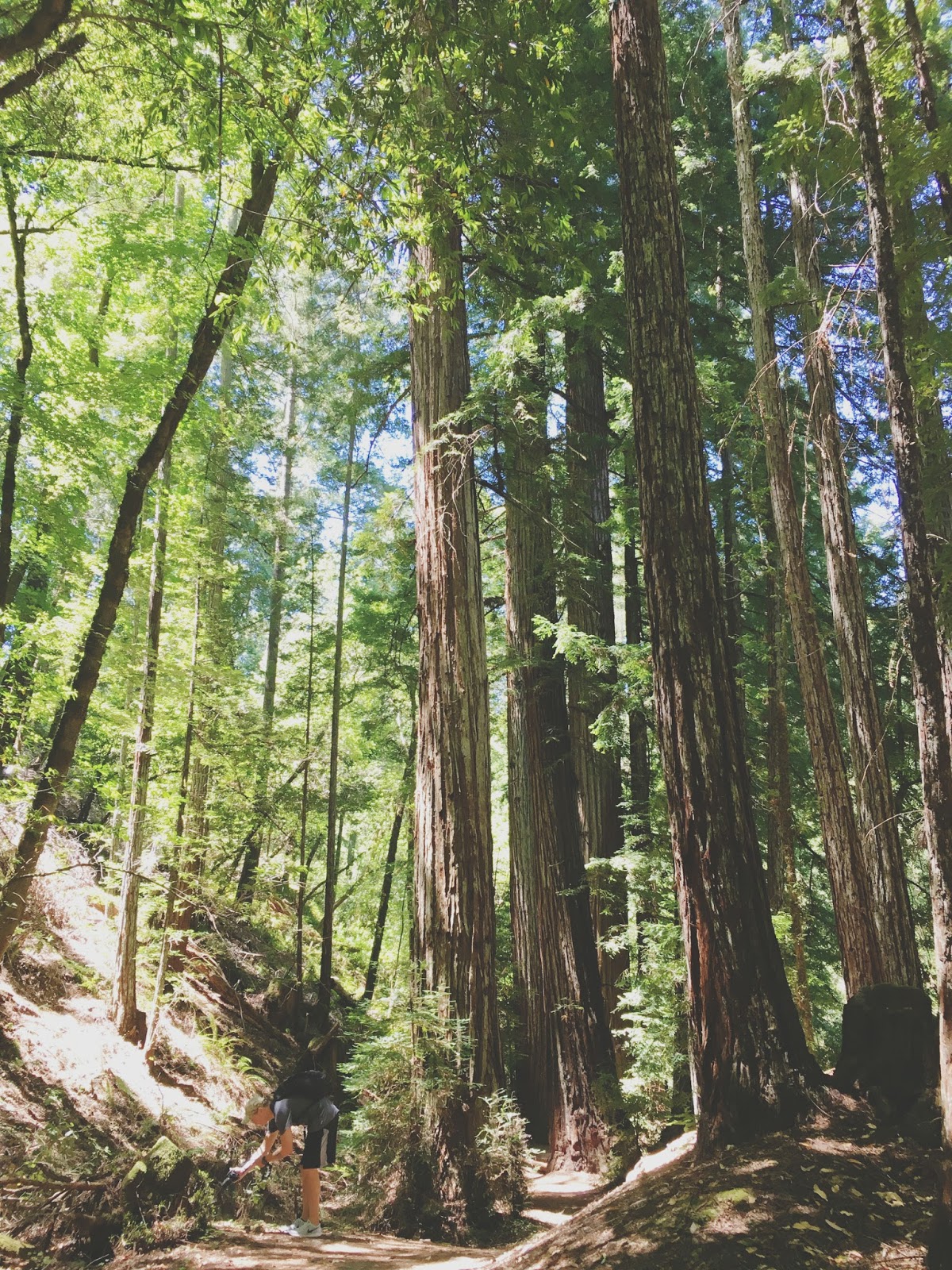 redwoods in the Russian River Valley, California