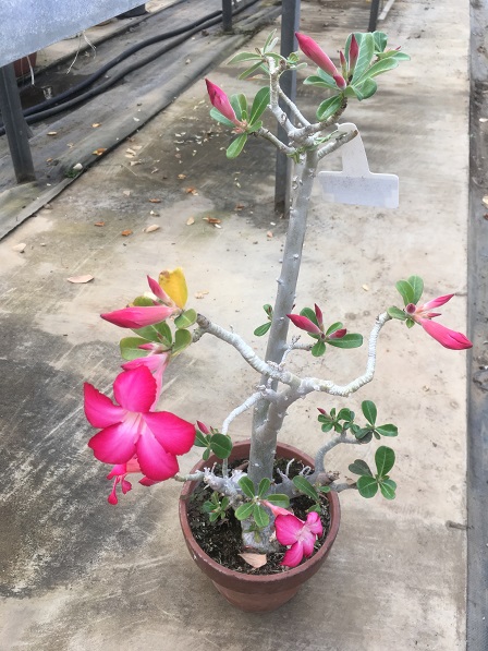 千葉大学 花卉 苗生産ブログ アデニウム 砂漠のバラ