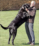 Coleção de imagens com os maiores cachorros encontrados na internet (fotografias de cachorros gigantes )