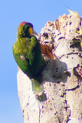 gold-whiskered barbet, Capitonidae, bird nest, nest cavity, zygodactyl feet