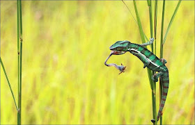 Chameleon catching prey, chameleon captures insect, chameleon photos, amazing animals