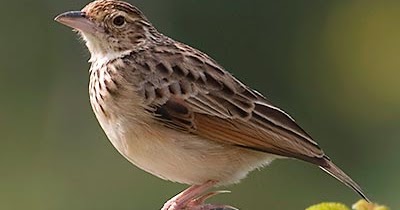 Mengenal Ciri Burung Branjangan Jawa Lengkap