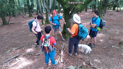 Bayoneta casi engullida por la centenaria haya