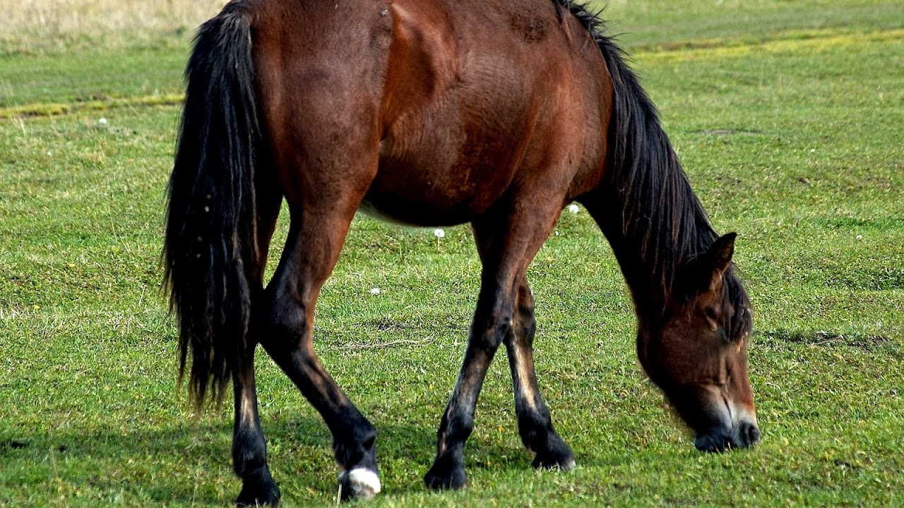 Horse Colic Symptoms