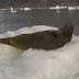 When A Group Of People On A Boat Passed By This Seal, He Reacted In The Funniest Way Possible