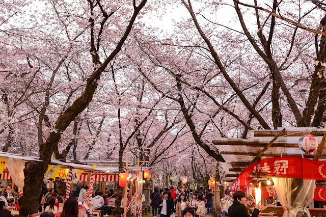 日本京都平野神社櫻花 攤位人滿為患