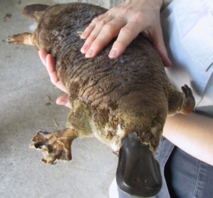 Platypus : Hewan petelur yang menyusui – BIOLOGI MEDIA CENTRE
