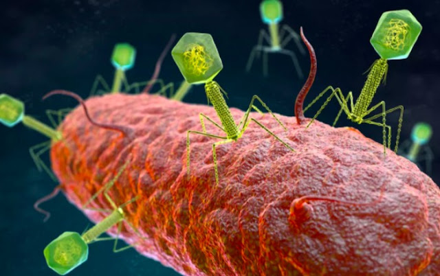 Bakteriofag adalah virus yang menginfeksi bakteri