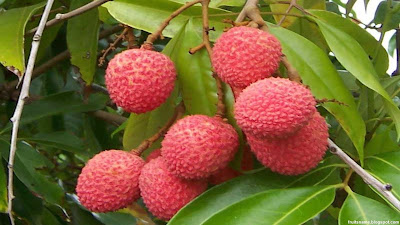 lychee fruit pictures