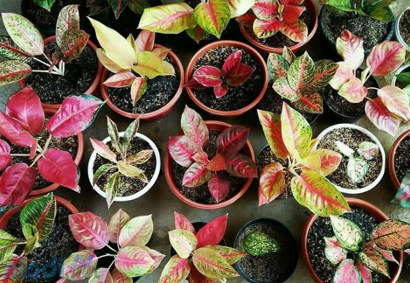 tanaman hias aglonema dikenal juga dengan nama aglaonema