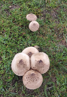 macrolepiota procera