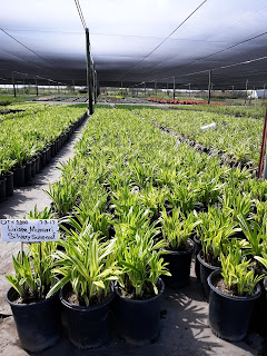 Lilyturf, grasslike, Variegated leaf