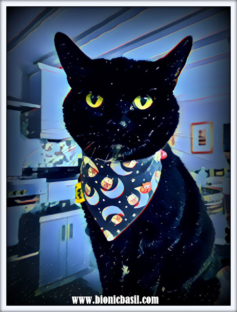 Parsley's Devastatingly Handsome Selfie ©BionicBasil® Caturday Art Hop