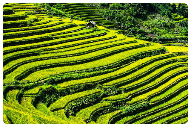Rice Field