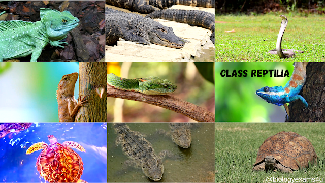 Examples of Reptiles