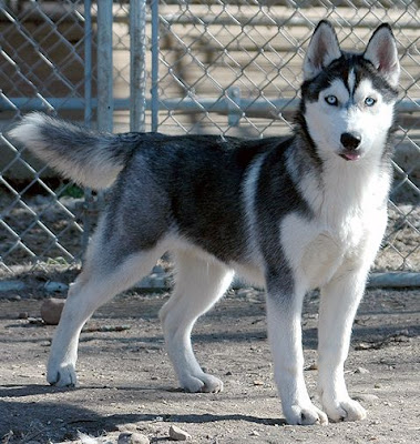 Siberian Husky