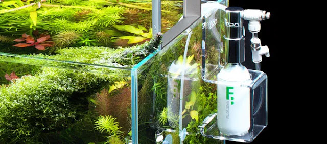 Cara Membuat DIY CO2 System untuk Aquarium