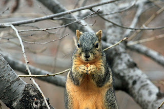 Multigrain and nuts snack bar