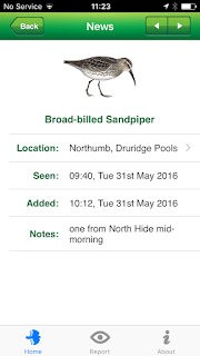 Broad-billed Sandpiper