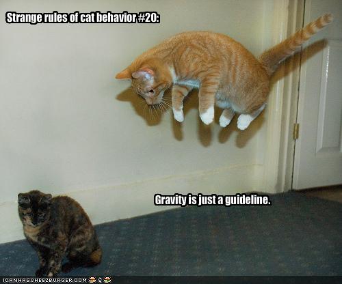 My Top Collection Funny cat pictures with captions 4