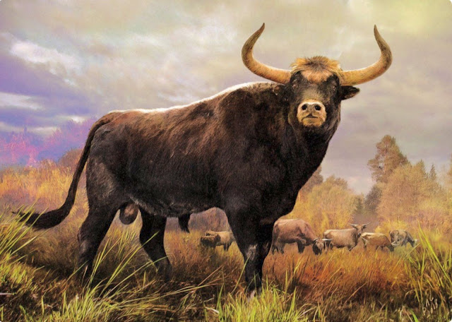 Picture of an auroch, primitive ancestor of modern cattle.